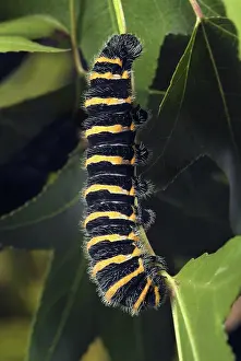 Saturniidae: Silkmoth Larva