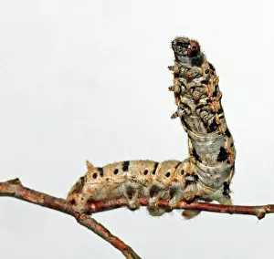 Crawling: Silkworm