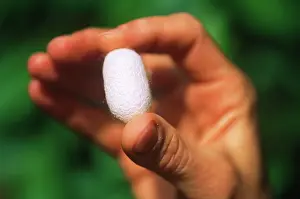 Bombyx: Silkworm Cocoon