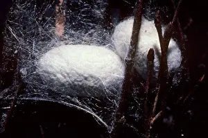 Larval: Silkworm Cocoons