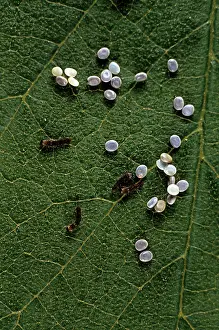 Cycles: Silkworm Larvae - hatching