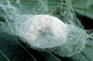 Spinning: Silkworm Larvae - spinning cocoon