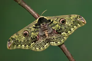 Silkworms: Silkworm Moth