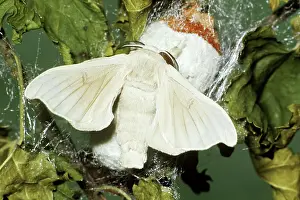 Textile: Silkworm Moth