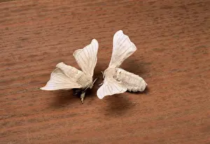 Bombyx: Silkworm Moth - Approching for mating