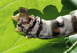 Bombyx: Silkworm Moth - Caterpillar eating morbus alba leaf