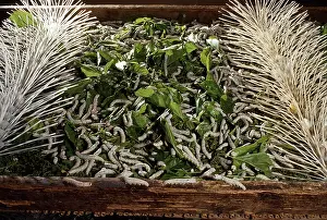 Bombyx: Silkworm Moth - Caterpillars on their food (morus