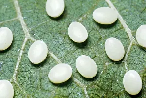 Textile: Silkworm Moth Eggs