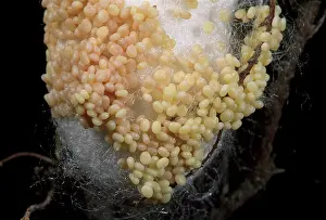 Bombyx: Silkworm Moth - Eggs on the cocoon