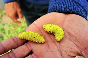 Silkworms: Silkworm Moth larva on hand