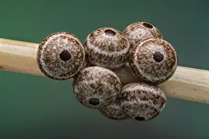 Thomas Marent: Silkworm Moth (Lemonia dumi) eggs of butterfly