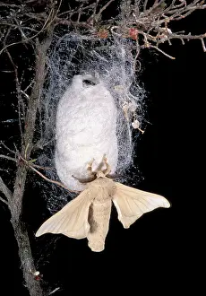 Bombyx: Silkworm Moth - male - on its silk cocoon