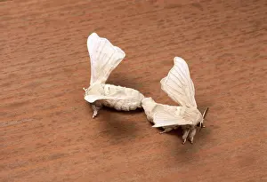 Bombyx: Silkworm Moth - mating