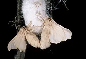 Bombyx: Silkworm Moth - Mating on the cocoon