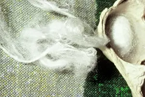 Larval: Silkworm Pupae and Silk
