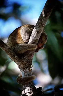 Anteaters: Silky Anteater