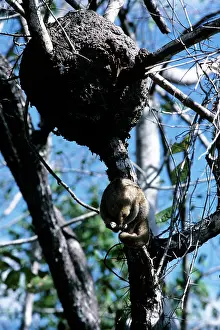 Anteaters: Silky Anteater