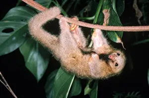 Silky: Silky anteater (Cyclopes didactylus), an arboreal mammal wit