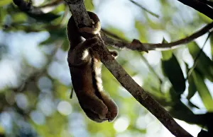 Anteater: Silky Anteater - in gallery forest