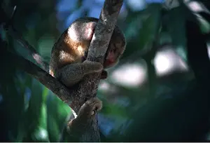 Silky: SILKY ANTEATER - in tree