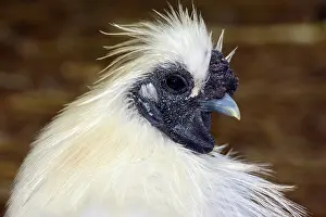 Bantam: Silky Bantam; variety of domestic chicken, originally