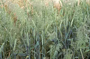 Silky: Silky Bent (Apera spica-venti) in Wheat crop