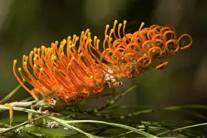 Grevillea: Silky Grevillea - bizarre orange coloured blossom