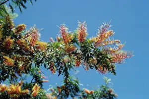Grevillea: Silky Oak - climate change garden species
