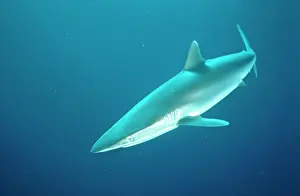 Douglas David Seifert: Silky SHARK