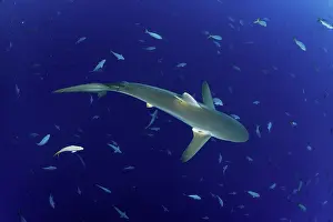 Silky: Silky shark, Carcharhinus falciformis, San Benedicto