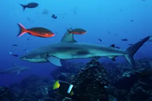 Falciformis: Silky Shark - Endangered IUCN Darwin island Galapagos Island