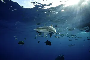 Silky: Silky Shark - San Benedicto Revillagigedo Socorro Islands Me