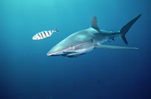 Douglas David Seifert: Silky SHARK - with striped fish