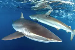 Shark: Silky sharks (Carcharhinus falciformis) gardens