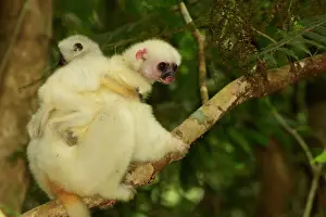 Silky: Silky Sifaka