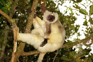 Silky: Silky Sifaka