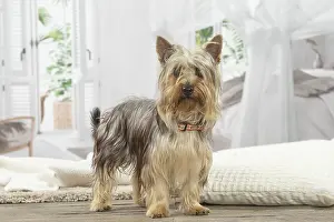 Silky: Silky Terrier dog indoors