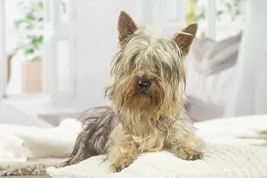 Silky: Silky Terrier dog indoors