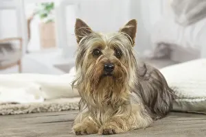 Silky: Silky Terrier dog indoors