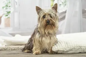 Silky: Silky Terrier dog indoors