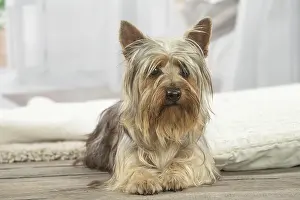 Silky: Silky Terrier dog indoors