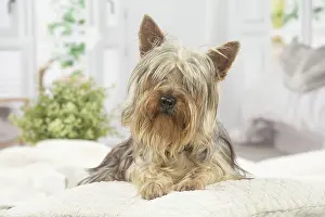 Silky: Silky Terrier dog indoors
