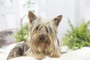 Silky: Silky Terrier dog indoors