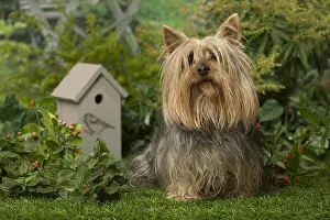 240119: Silky Terrier dog outdoors in the garden