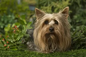 240119: Silky Terrier dog outdoors in the garden