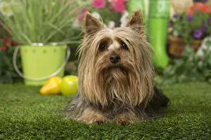 240119: Silky Terrier dog outdoors in the garden