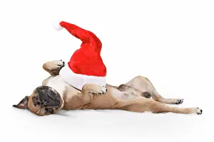 Content: Silly French Bulldog dog with Christmas Santa hat