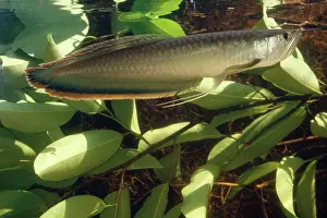 Arawanas: Silver ARAWANA / Arowana / Aruana FISH