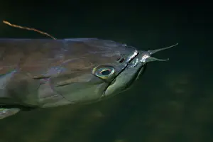 Barbel: Silver Arawana / arowana / Bony-tongued FISH