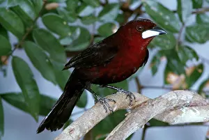Beaked: Silver-beaked Tanager